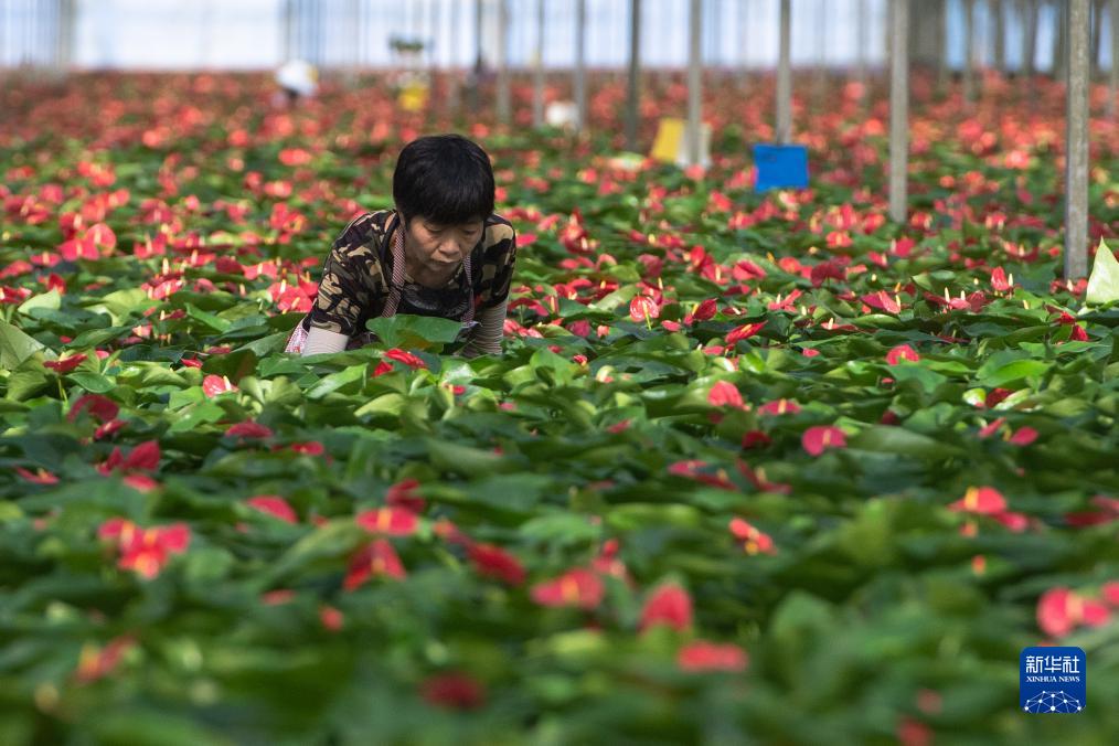 湖北钟祥：发展花卉产业 助农增收增效