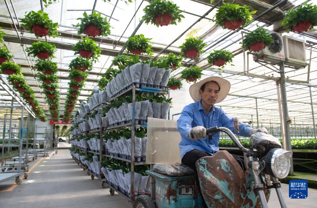 湖北钟祥：发展花卉产业 助农增收增效