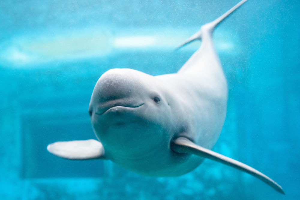 长江之声｜自然之声