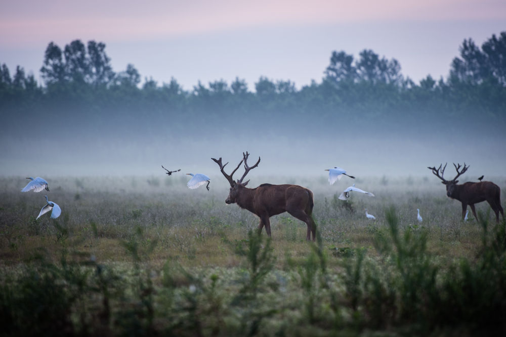 长江之声｜自然之声
