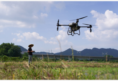 江西省新余市分宜县的农户操作无人机喷洒叶面肥（8月3日摄）。 新华社记者 周密 摄