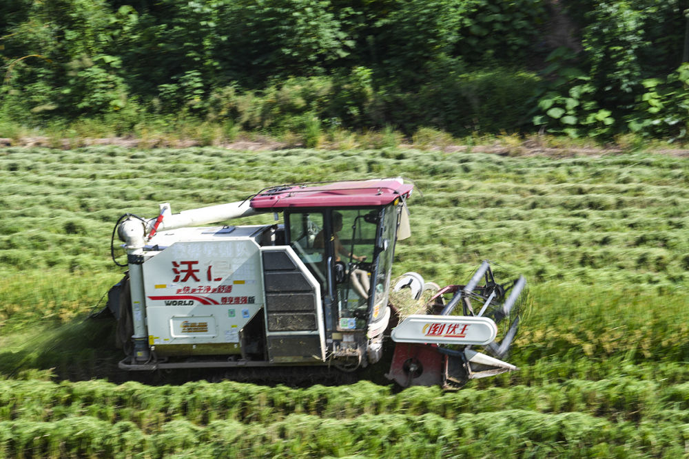 高清大图丨重庆永川：机械化作业为水稻收割按下快进键