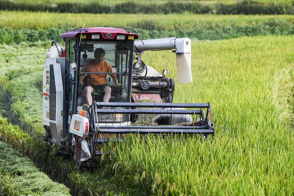 高清大图丨重庆永川机械化作业为水稻收割按下快进键