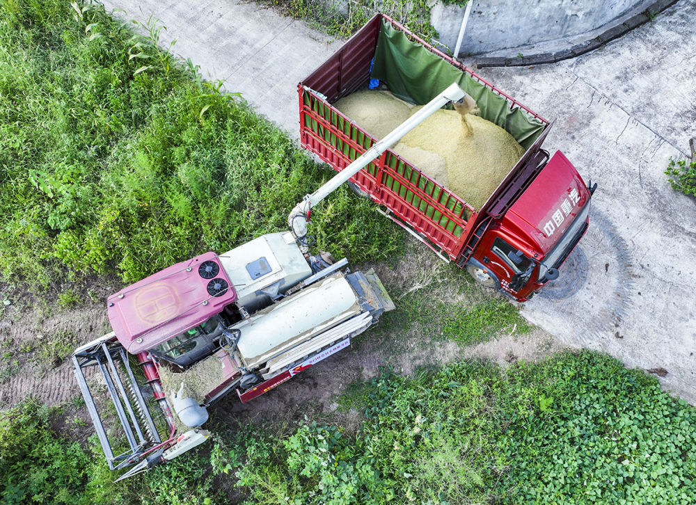 高清大图丨重庆永川：机械化作业为水稻收割按下快进键