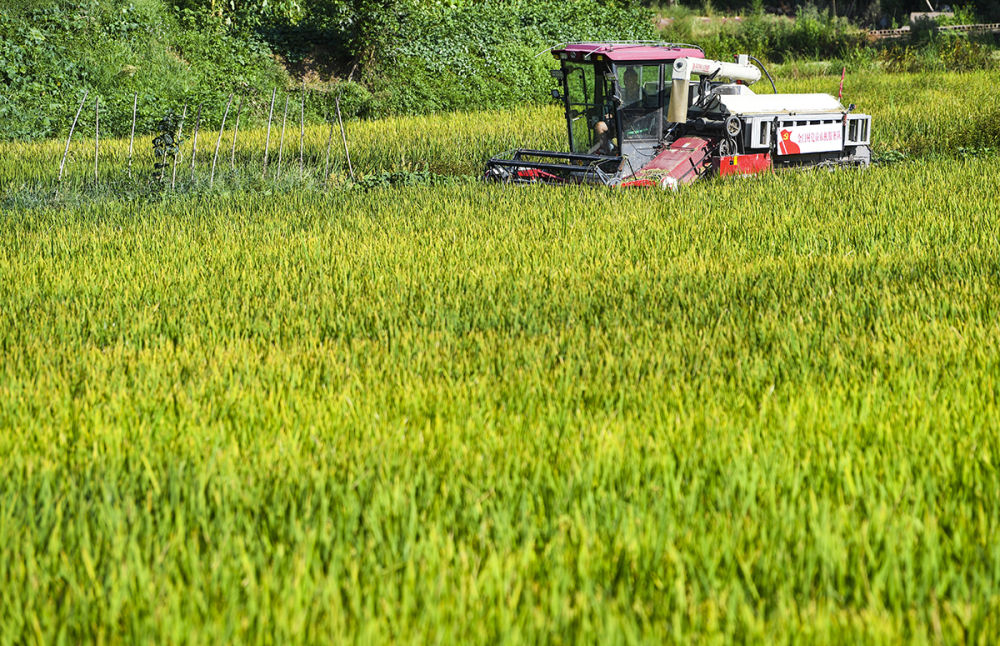 高清大图丨重庆永川：机械化作业为水稻收割按下快进键