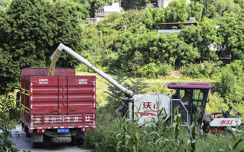 高清大图丨重庆永川：机械化作业为水稻收割按下快进键