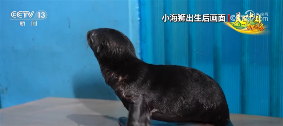 我国海洋生物多样性保护取得显著成效 部分珍稀物种频繁现身