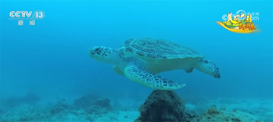 我国海洋生物多样性保护取得显著成效 部分珍稀物种频繁现身