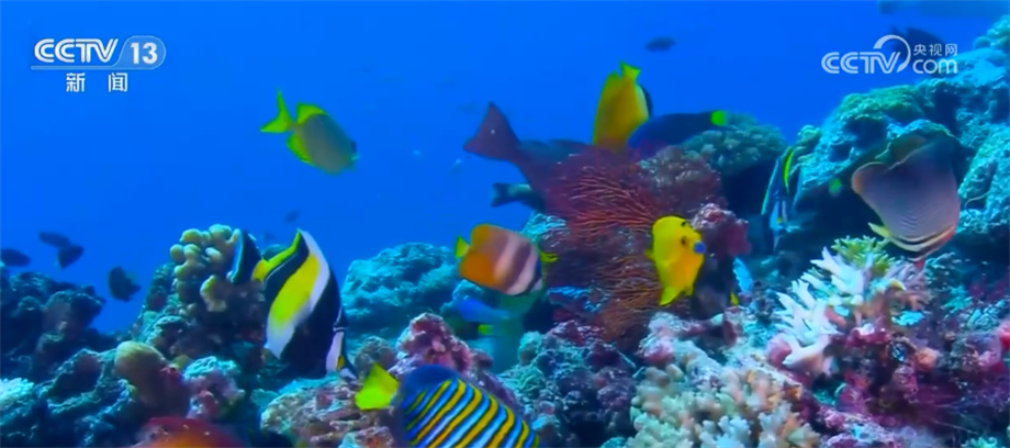 我国海洋生物多样性保护取得显著成效 部分珍稀物种频繁现身