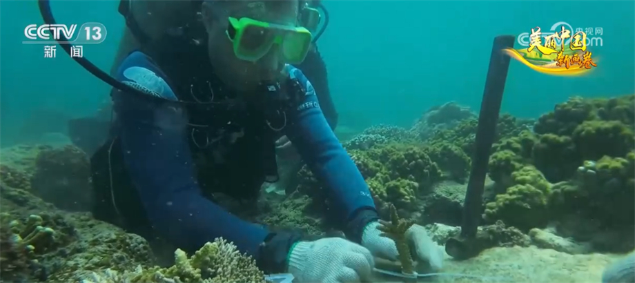 科技助力海底“植树造林” 推进珊瑚礁生态系统保护