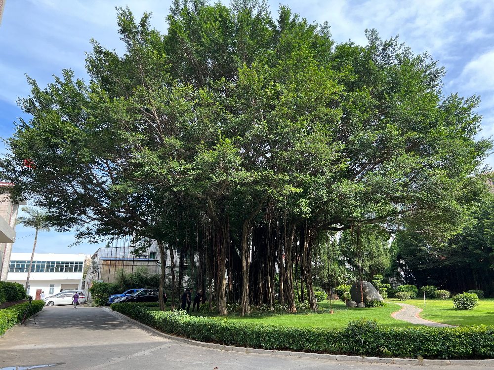 绿水青山带笑颜丨榕为大木 犹荫十亩