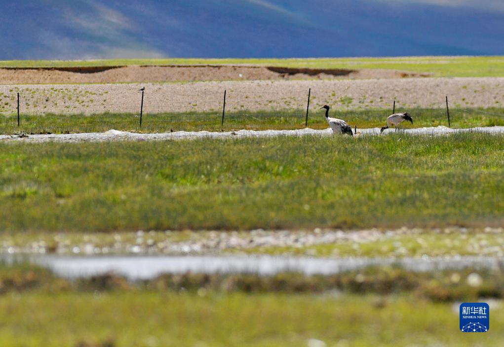 西藏措勤生态美