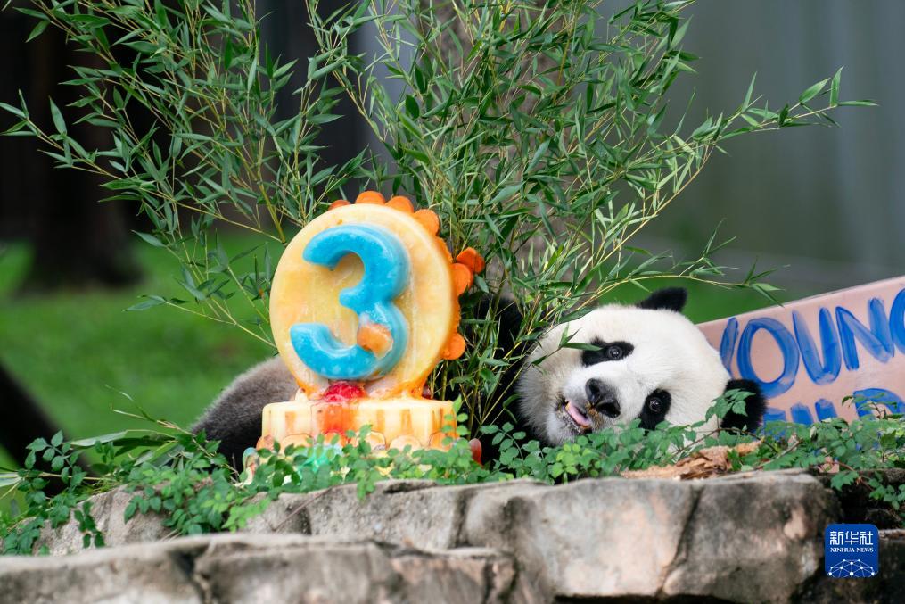 大熊猫幼崽“小奇迹”在美国迎来3岁生日