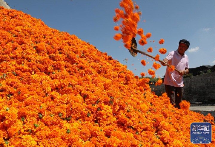 处暑将至农事忙