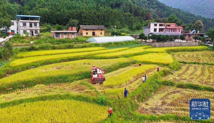 处暑将至农事忙