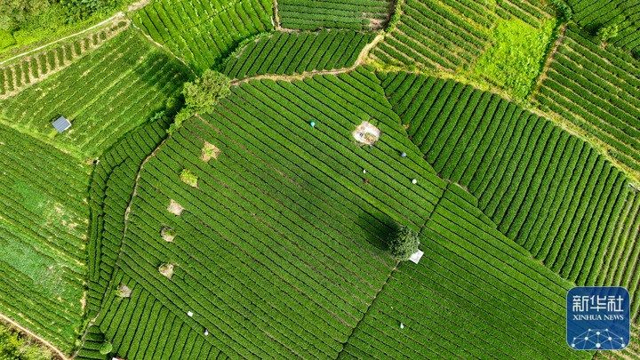 处暑将至农事忙