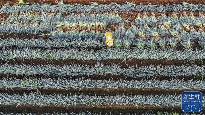 处暑将至农事忙