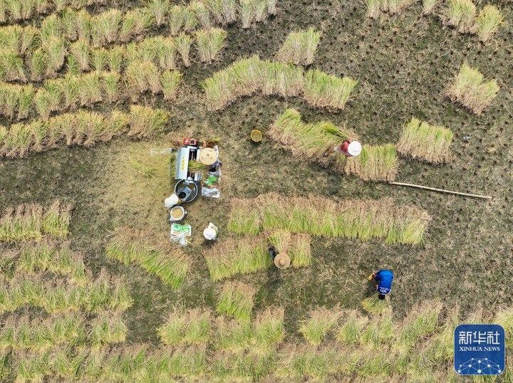 处暑将至农事忙