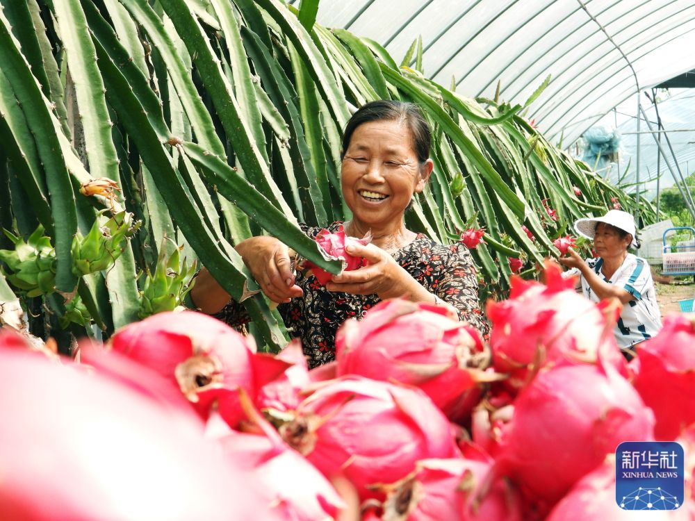 处暑将至农事忙