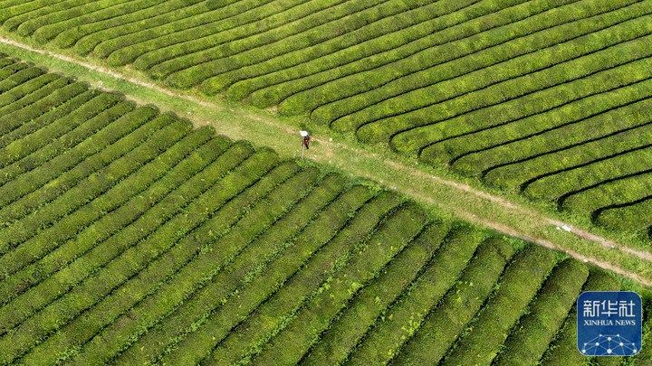 处暑将至农事忙