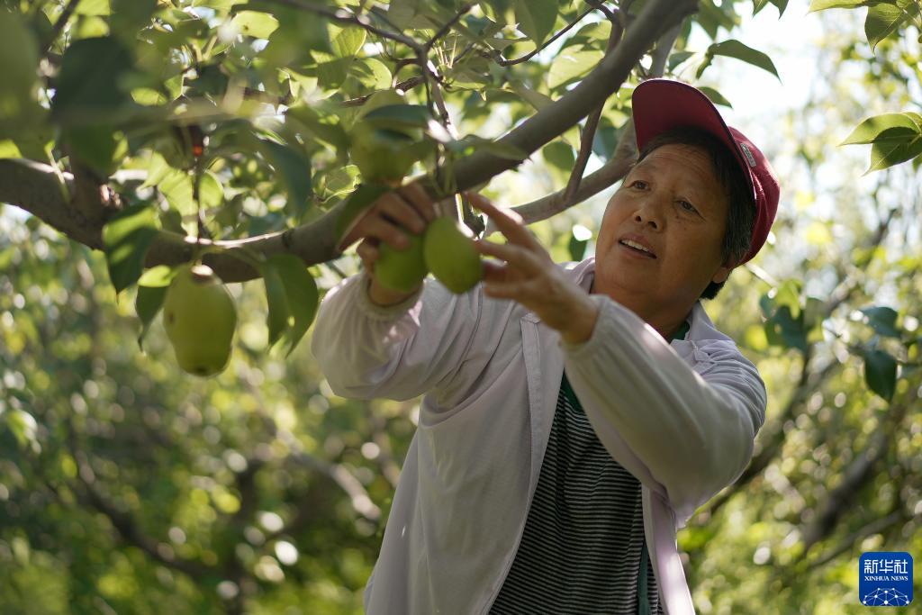 河北吴桥：特色种植拓宽村民致富路