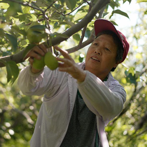 河北吴桥：特色种植拓宽村民致富路