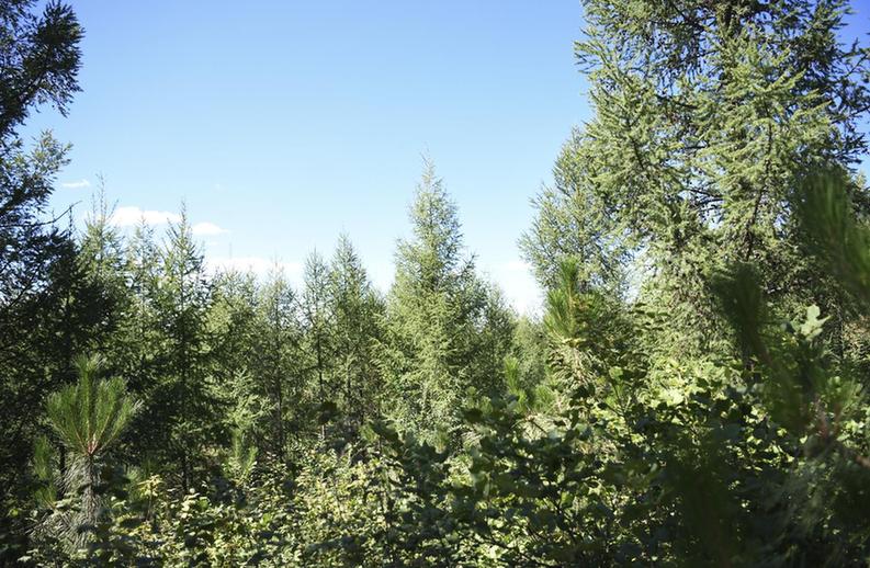 【石榴花开 籽籽同心】赤峰马鞍山林场守护者：会一如既往将这片青山守好
