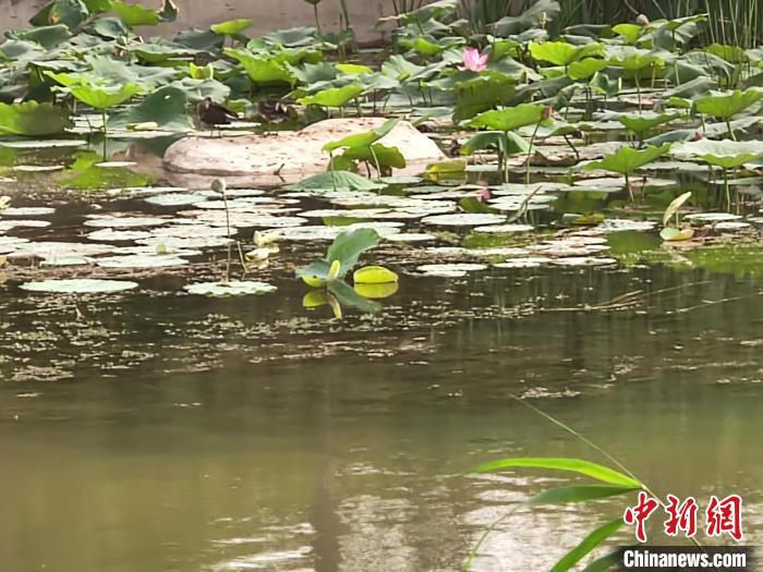 “沿着河湖看新疆”走进新疆库尔勒：昔日戈壁荒滩如今绿树成荫成民众休闲漫步打卡地