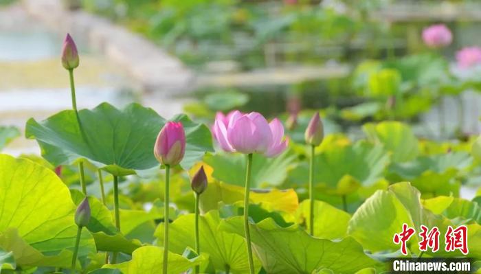 “沿着河湖看新疆”走进新疆库尔勒：昔日戈壁荒滩如今绿树成荫成民众休闲漫步打卡地