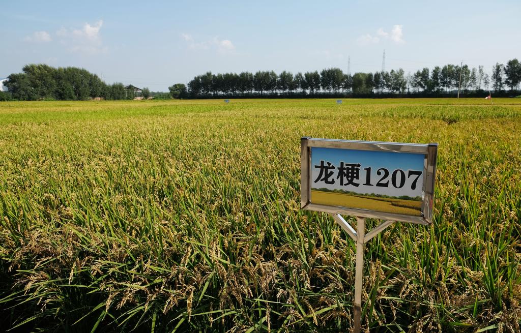 潮头观澜丨“数”说东北振兴5年间