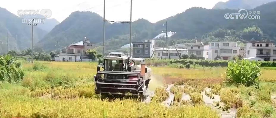 金秋水稻收割忙 风吹稻浪好“丰”景