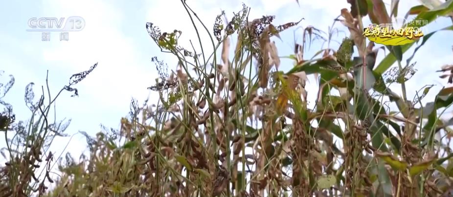 发展大豆玉米带状复合种植 挖掘潜力提升大豆产能