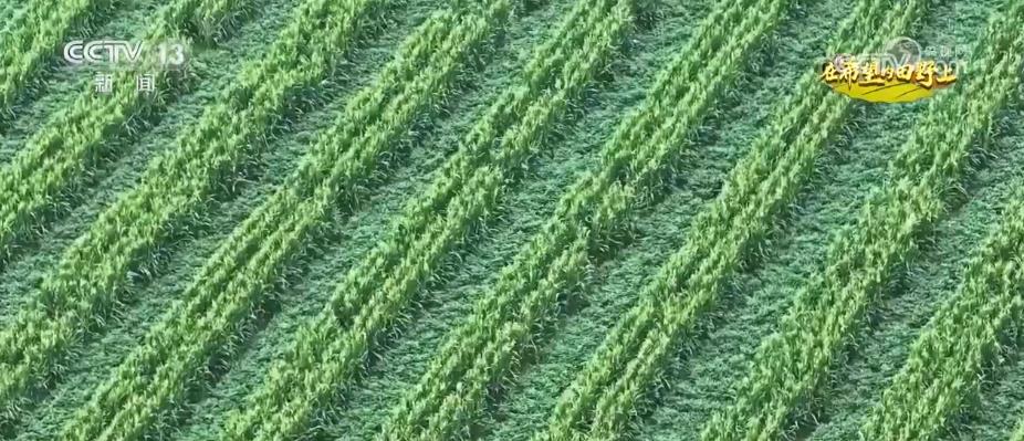 发展大豆玉米带状复合种植 挖掘潜力提升大豆产能