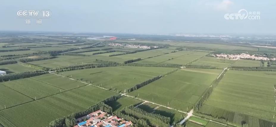 “济麦”“齐黄”“登海”等优质品种多次刷新全国高产纪录