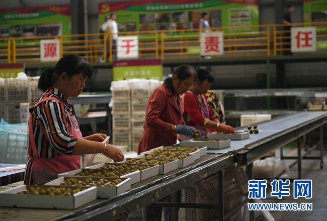 高质量发展调研行丨小小猕猴桃，变身乡村振兴“致富果”