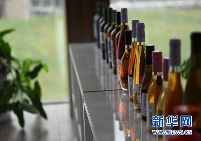 高质量发展调研行丨小小猕猴桃，变身乡村振兴“致富果”