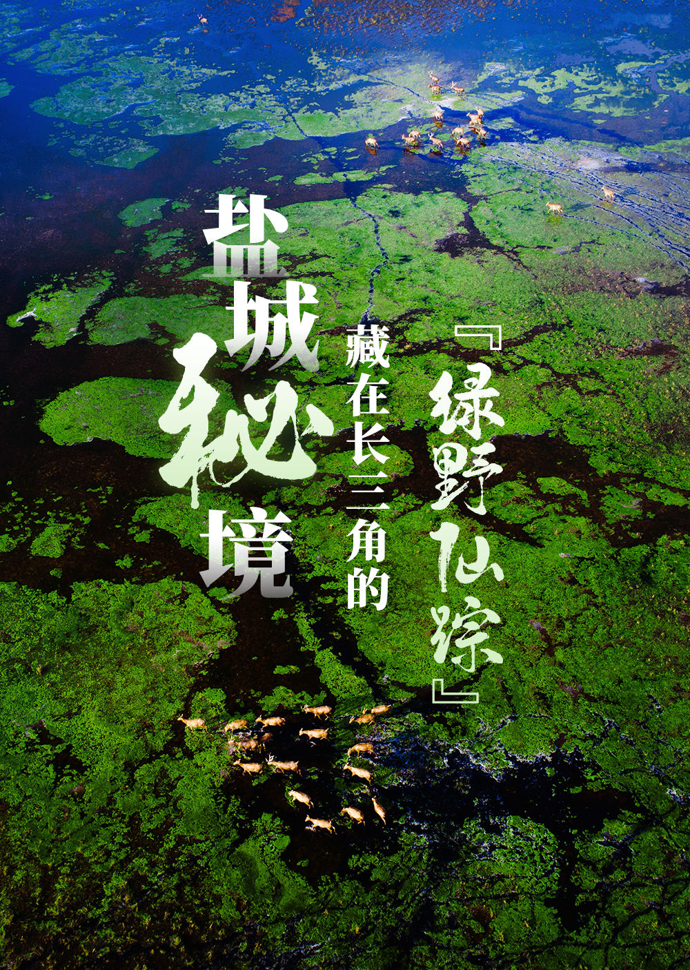 盐城秘境：藏在长三角的“绿野仙踪”