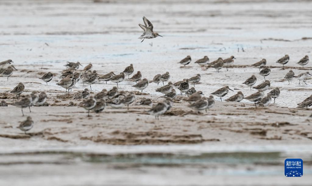 盐城黄海湿地：珍禽异兽的乐园