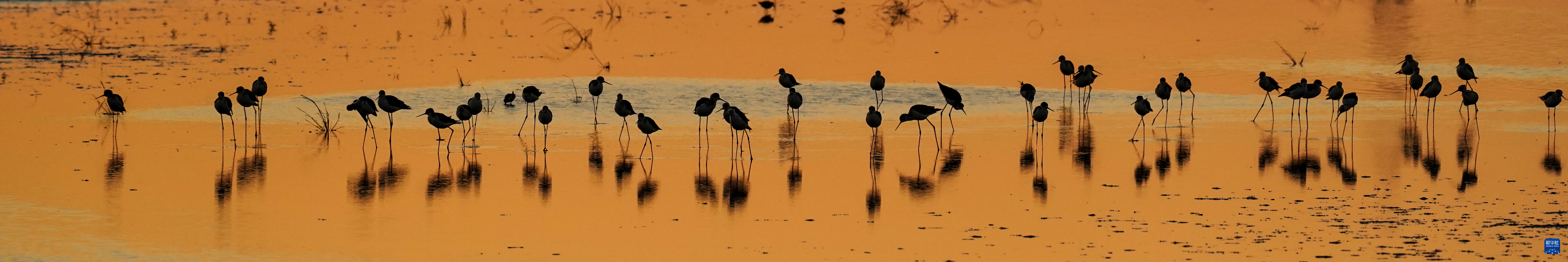 盐城黄海湿地：珍禽异兽的乐园