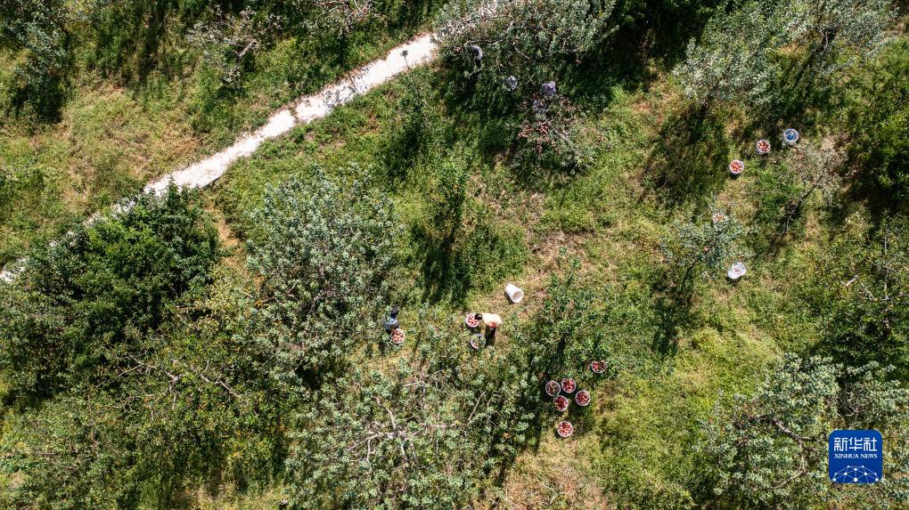 贵州威宁：高山苹果采收忙