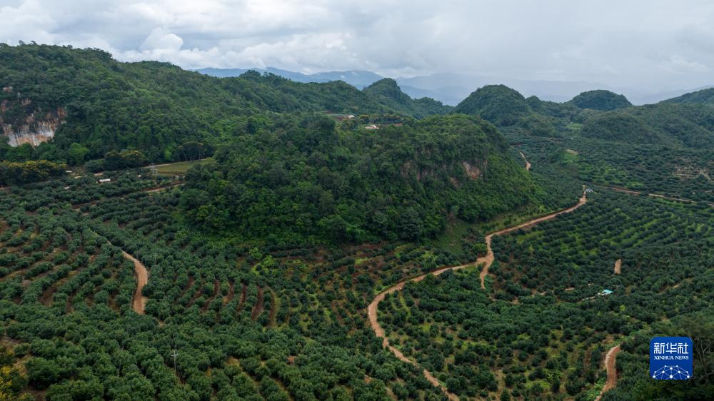 云南孟连大力发展牛油果产业促农增收