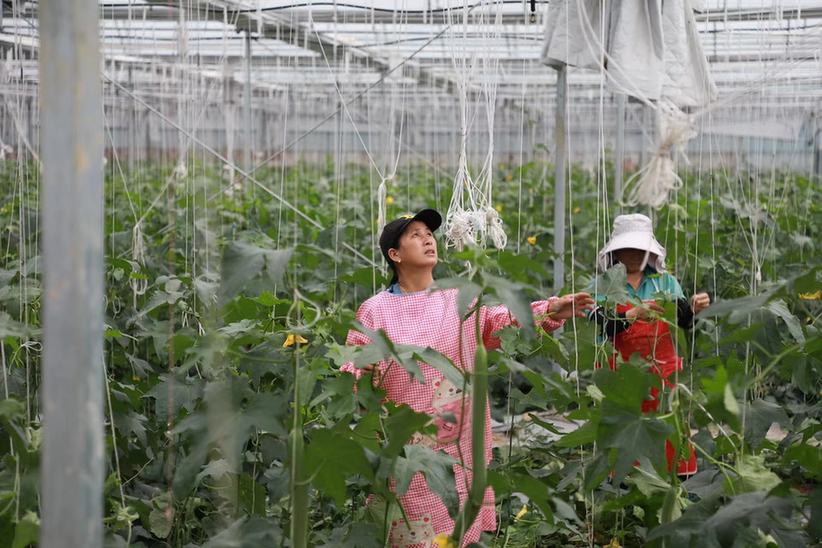 黄瓜要塑形 番茄无土种 金溪菜打造金牌品质之路