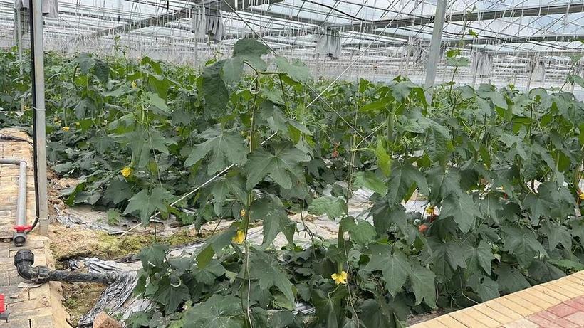 黄瓜要塑形 番茄无土种 金溪菜打造金牌品质之路