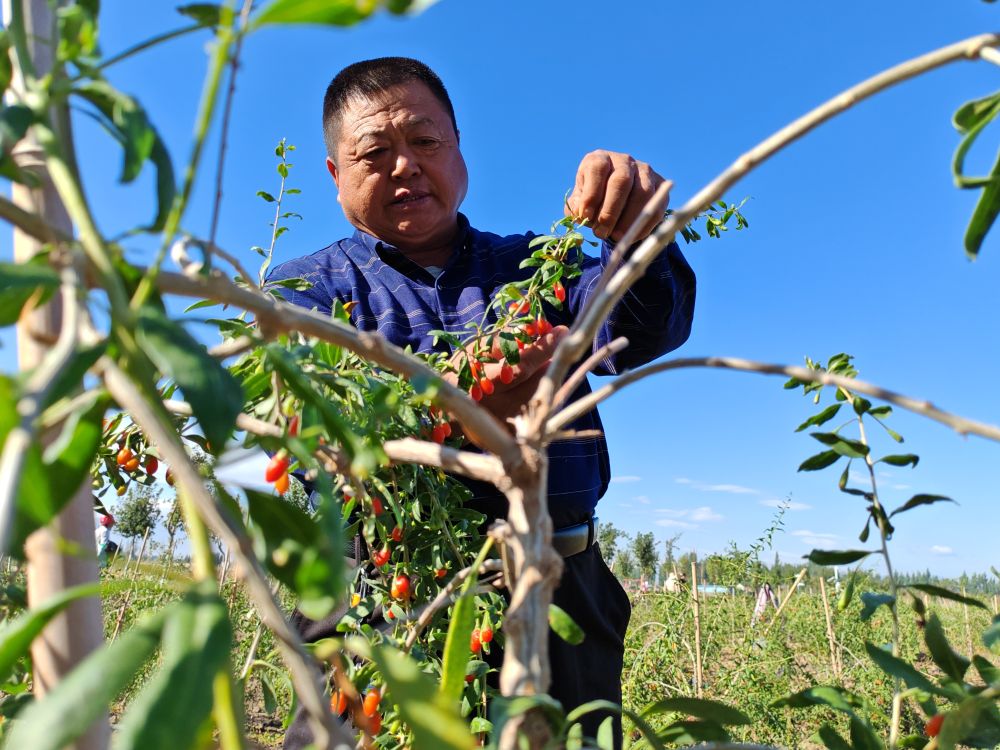 “小果子”闯出“大市场”——新疆特色农产品发展观察