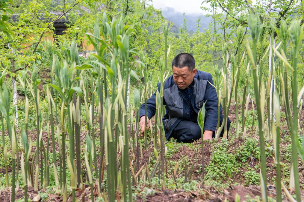 新时代新征程新伟业·习近平总书记关切事丨奔跑吧，我的村寨——重庆华溪村蹲点调研笔记