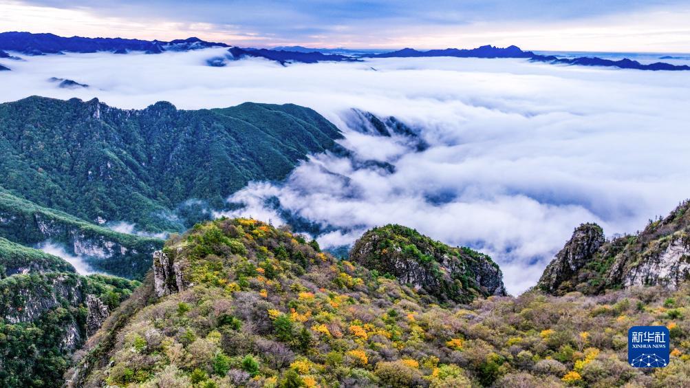 美丽中国丨陕西秦岭牛背梁现云海奇观