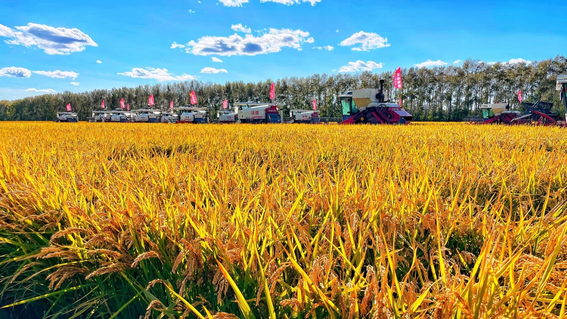 粮仓好“丰”景丨金秋十月，赴一场丰收之约