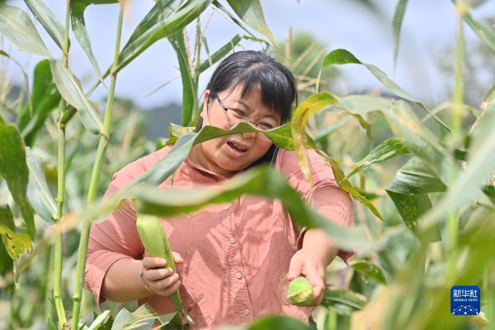 大学生村官杨宁:13年最美青春年华扎根大苗山