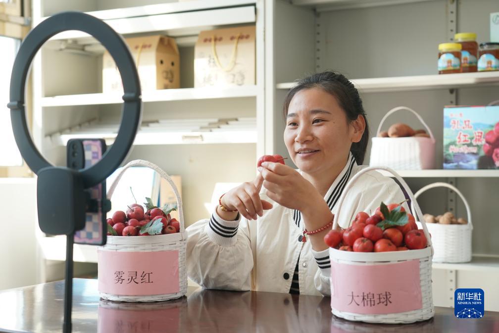 北京平谷：红果丰收采摘忙