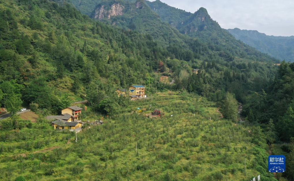 高质量发展调研行丨重庆石柱中益乡：特色黄精产业助力乡村振兴